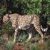 Foto 03 - Africa 
