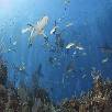 Foto 04 - Caraibi 