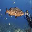 Foto 05 - Caraibi 