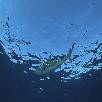 Foto 06 - Caraibi 