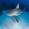 Foto 04 - Caraibi 