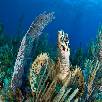 Foto 05 - Caraibi 