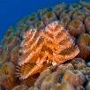 Foto 06 - Caraibi 