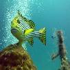 Foto 05 - Maldive Crociere 