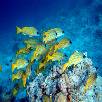 Foto 05 - Maldive Crociere 