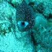 Foto 03 - Maldive Crociere 