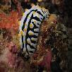 Foto 04 - Maldive Crociere 