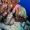 Foto 06 - Maldive Crociere 
