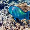 Foto 05 - Maldive Crociere 