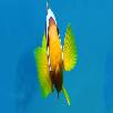 Foto 06 - Maldive Crociere 