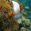Foto 05 - Maldive Resort 